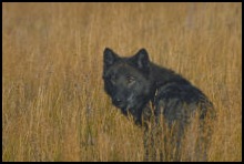 Earthfire Institute Wolf in field